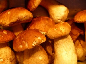 Boletus