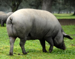 cerdo ibérico de bellota