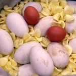 Huevos de oca
