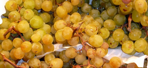 Uvas moscatel