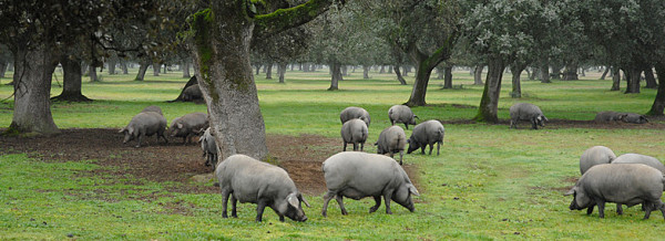 Cerdo ibérico de bellota