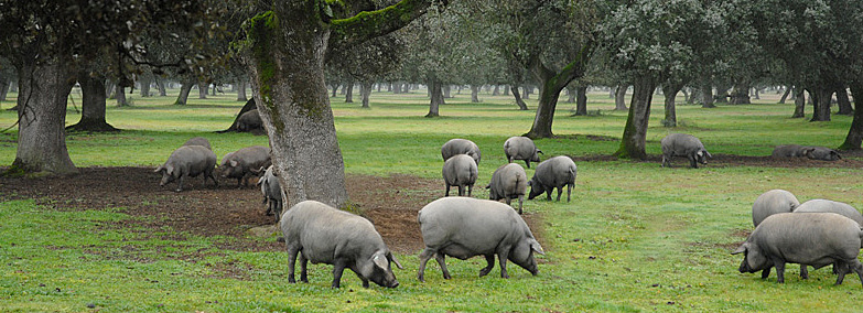 Cerdo ibérico de bellota