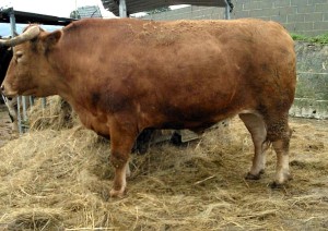 Un nuevo buey gallego auténtico en Carnes Cesáreo Gómez