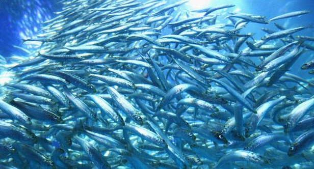 Sardinas del Cantábrico