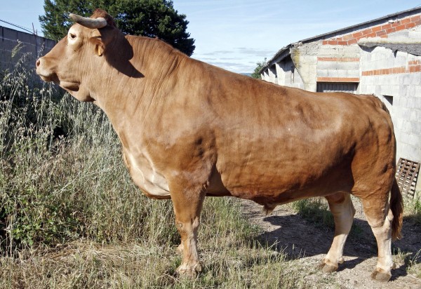 El último buey gallego de Carnes Cesáreo Gómez