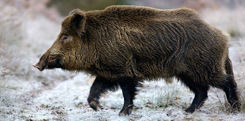 Jabalí, carne favorita durante la temporada de caza