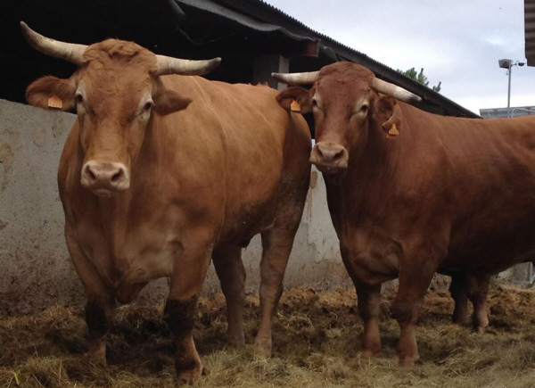 Ejemplares de buey gallego en una granja de Lugo