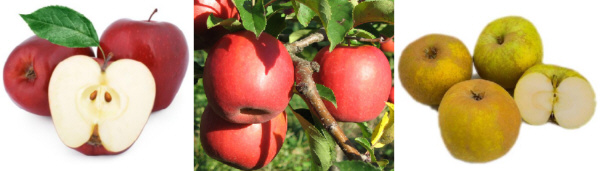 Muestrario manzanas Fuji, Pink Lady, Reineta en Frutas Charito