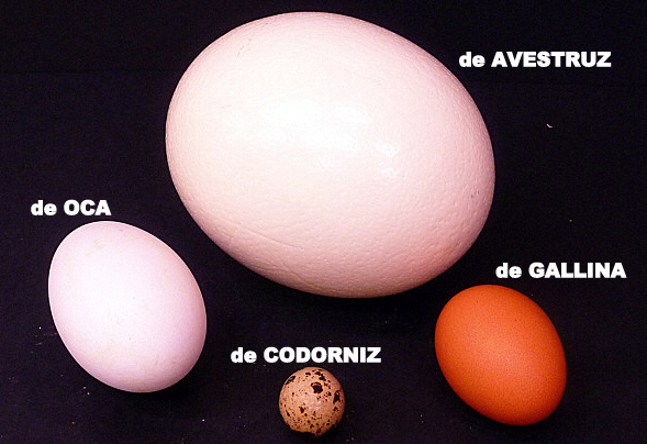 Diferentes variedades de huevos de Pollería Hermanos Gómez