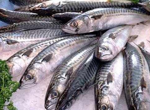 Caballa del Atlántico o Verdel en Pescadería Ernesto Prieto