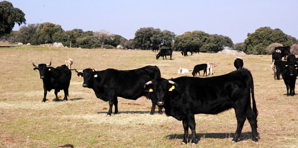 Los bueyes de raza avileña