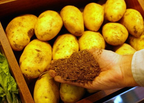 Patatas cultivadas en sustrato de turba