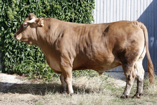 El nuevo buey gallego de Carnes Cesáreo Gómez