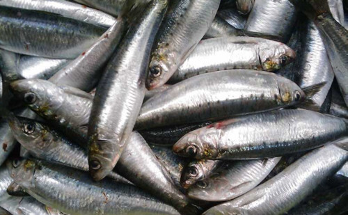 Sardinas, el pescado azul más consumido