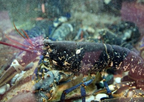 Bogavante gallego en Pescadería Ernesto Prieto