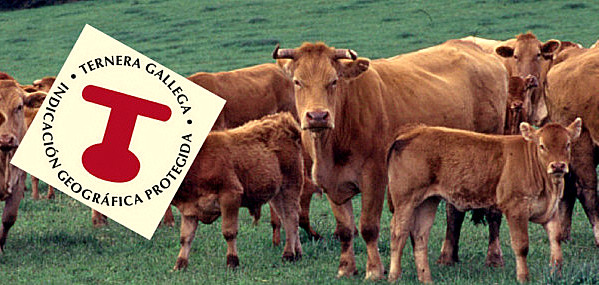 Ternera Gallega, sello de calidad en carne de vacuno