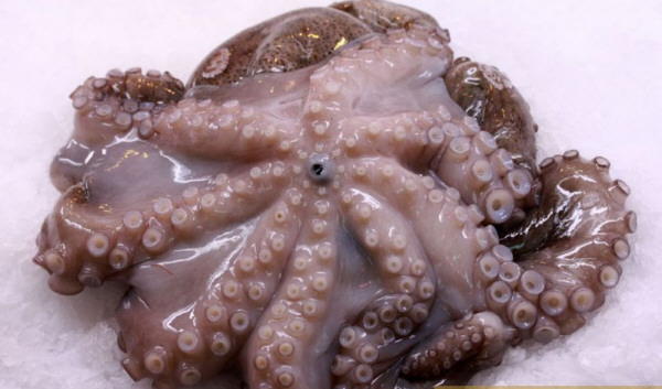 Pulpo de Pescadería Ernesto Prieto