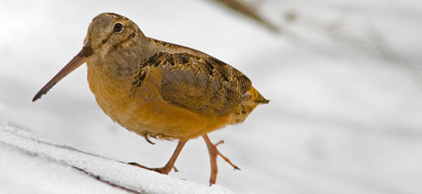 Becada, la excelencia entre las aves de caza