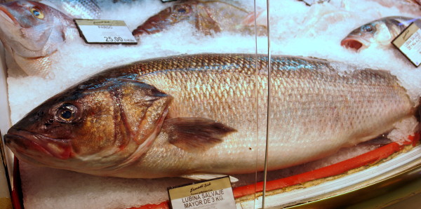 Lubina salvaje de más de 10 kilos en Pescadería Ernesto Prieto