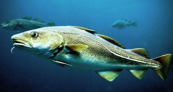 Bacalao fresco noruego