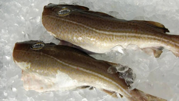 Lomos de bacalao skrei