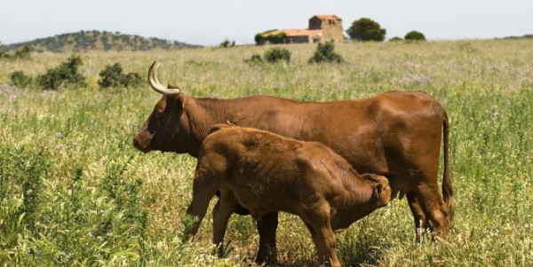 Ternera rosada de Extremadura en Carnes Cesáreo Gómez