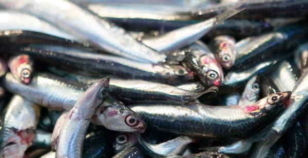 Boquerón, anchoa o bocarte, el pequeño de los pescados azules