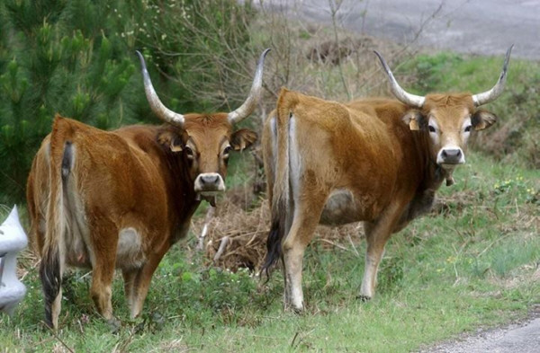 Vacas cachenas