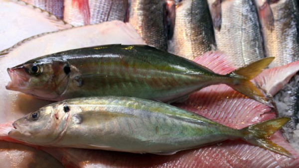 Jureles o chicharros