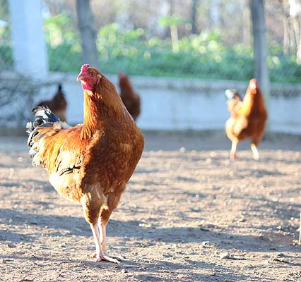 Raza pura de gallinas de Raza Mos