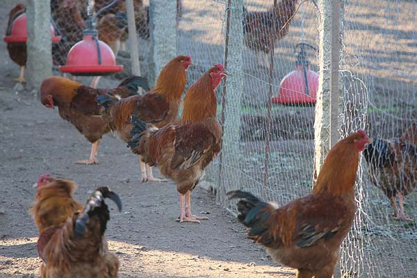 Gallinas criadas en semilibertad de raza Mos