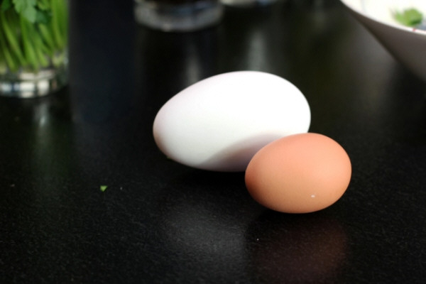 Tamaño de los huevos de oca