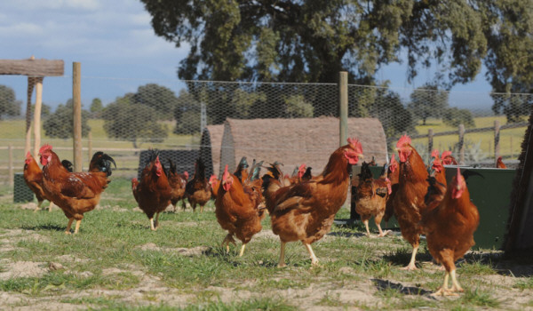 Pollos camperos Dehesa El Milagro