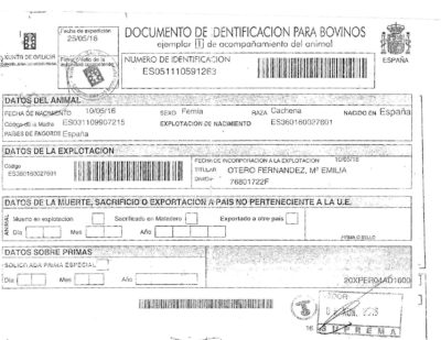 Documento de certificado de vaca cachena