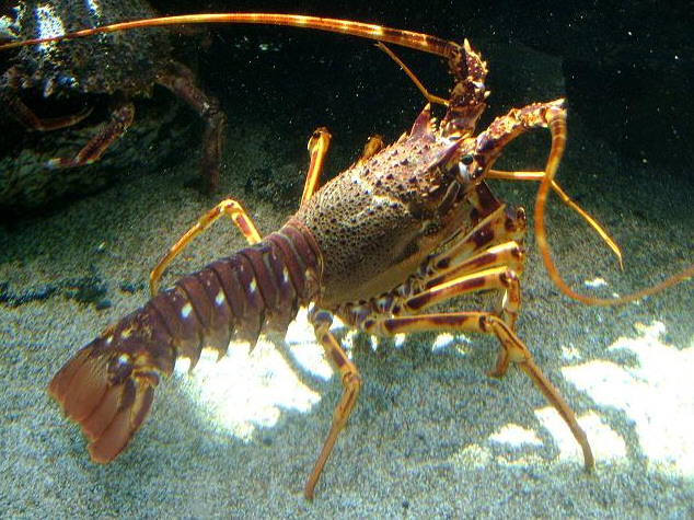 Langosta roja de Pescadería Ernesto Prieto