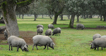 Cerdo ibérico en la dehesa