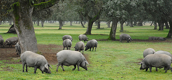 Cerdo ibérico en la dehesa