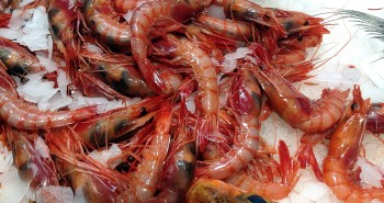 Gamba roja del Mediterráneo