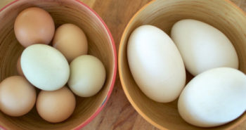 Huevos de oca y gallina